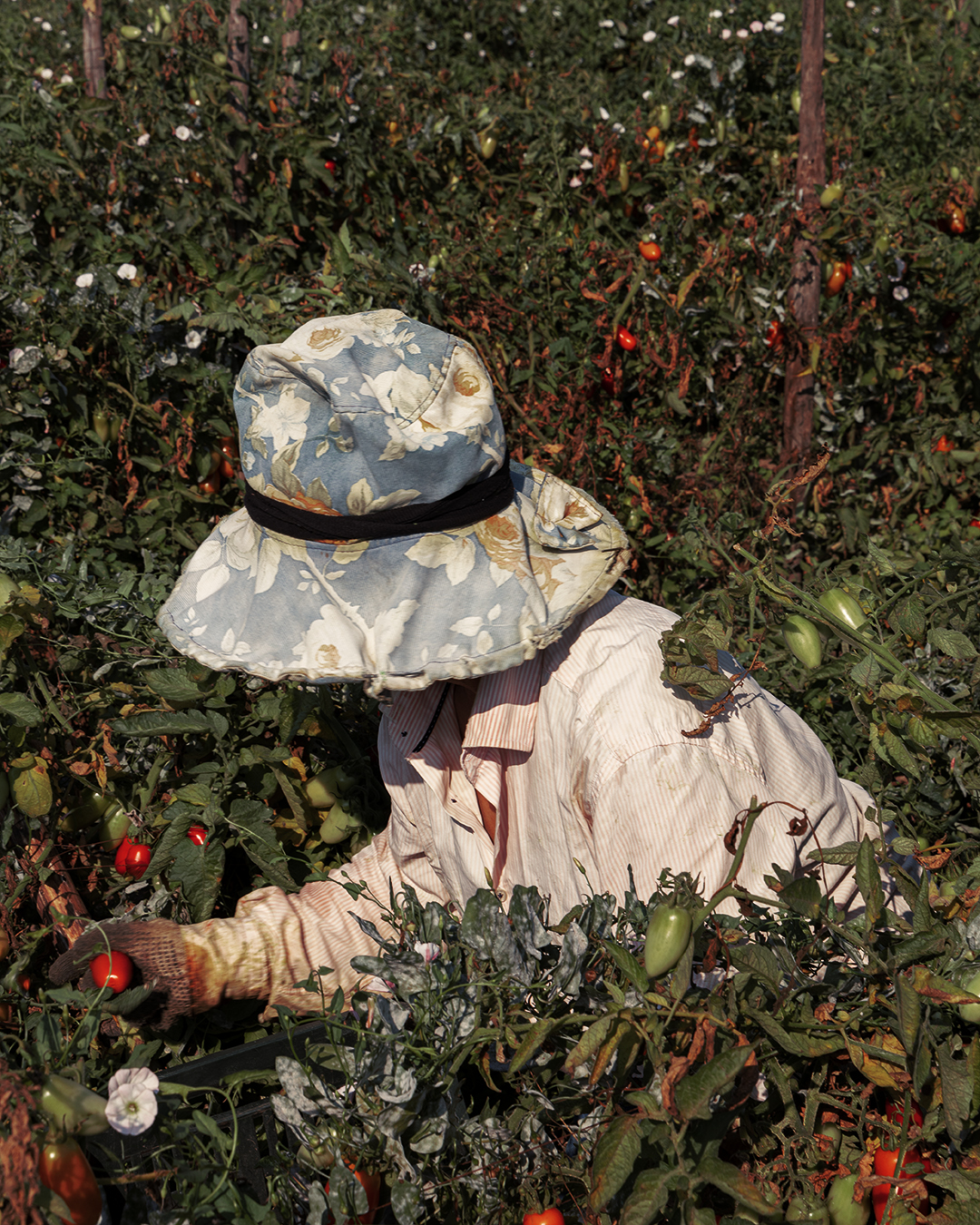 Agricoltore di Casa Marrazzo che raccoglie i pomodorini del Piennolo