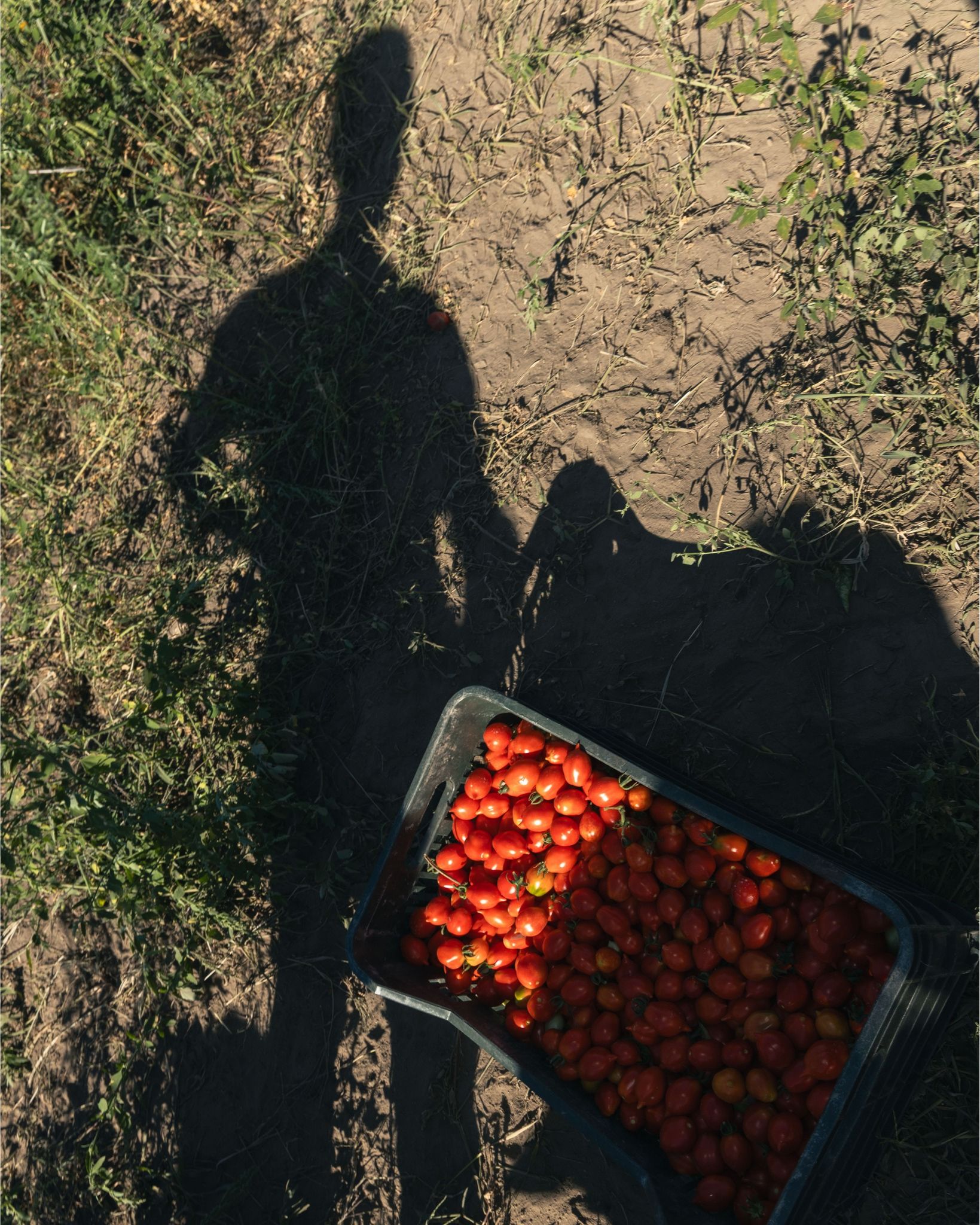 Pomodorino del Piennolo DOP raccolta Casa Marrazzo