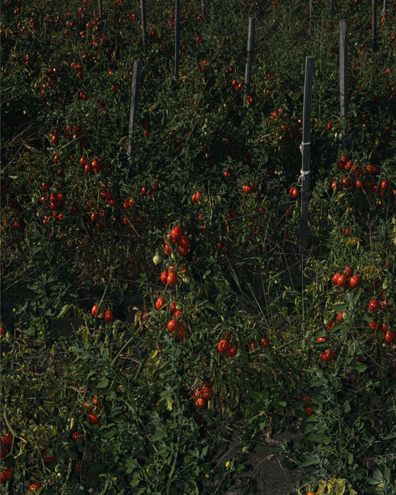 Pomodorino del Piennolo DOP campo coltivazione Casa Marrazzo
