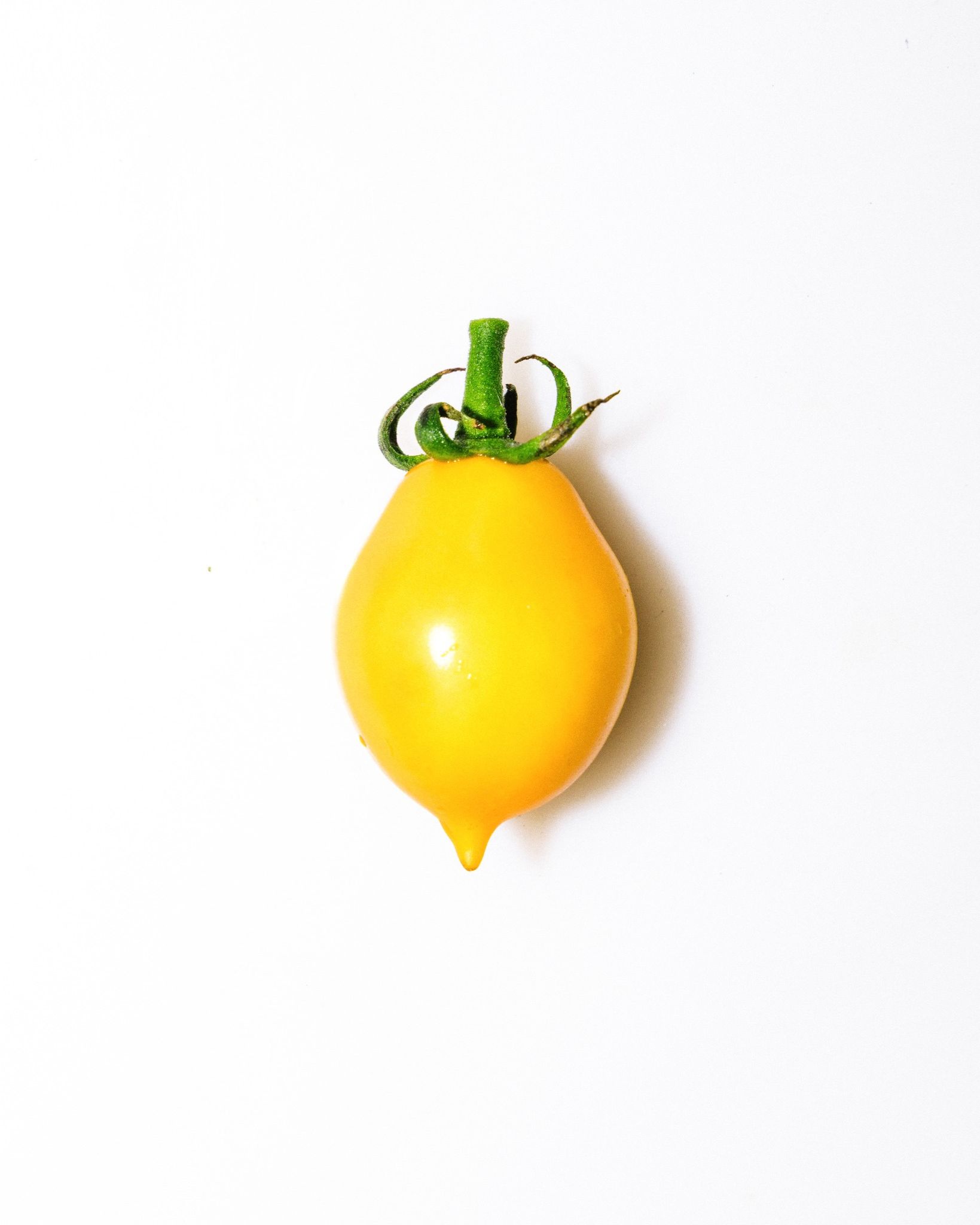 Pomodorino giallo del Piennolo DOP raccolta Casa Marrazzo